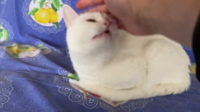 Жизнь животных / Дождь на даче смотреть онлайн