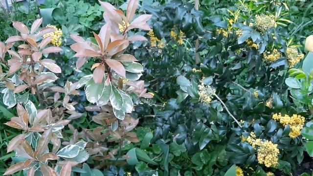 ЮЖНЫЙ САД!КОЛЛЕКЦИЯ ВЕЧНОЗЕЛЁНЫХ РАСТЕНИЙ!БЕРЕСКЛЕТЫ смотреть онлайн