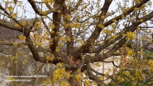 Как обрезать кизил