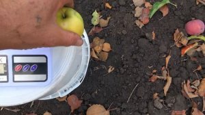 Сорт яблони ЗОЛОТАЯ КОРОНА: улучшенный клон ГОЛДЕН ДЕ?