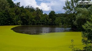 Водоросли. Одноклеточные водоросли | Биология 6 класс #