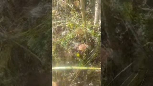 #лес #грибы #сборгрибов #природа смотреть онлайн