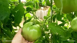 Обзор томата -японка 30.07.25г.