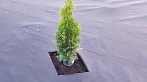 ТОЛЬКО ТАК САЖАЮ ТУИ, таким способом можно сажать все ?