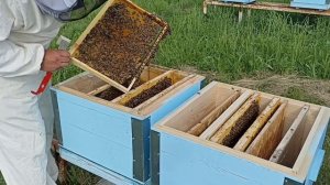 Деление на пол-лета семьи без матки. Увеличиваем пасек