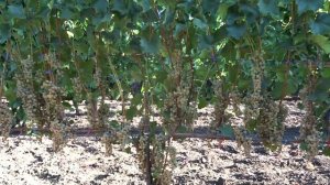 Белый технический сорт винограда Адальмина @Krasokhina