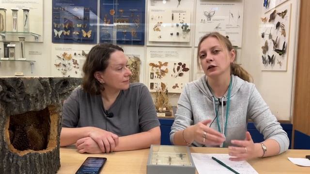 Спроси биолога. Общественные насекомые