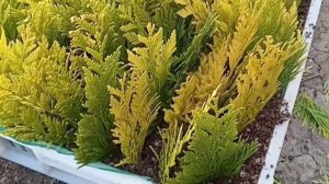 Черенкование туи складчатой Форевер Голди