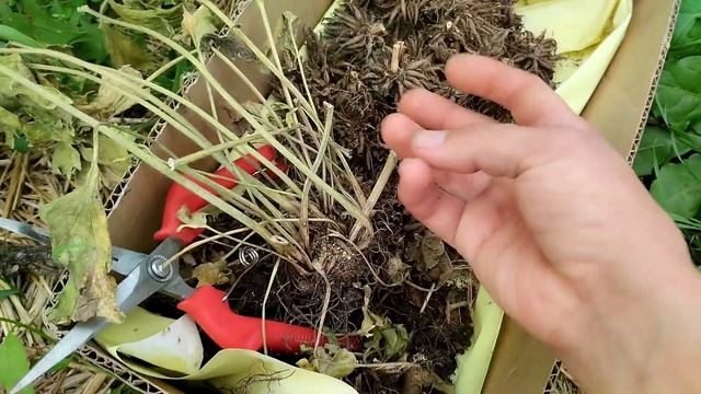 Мой опыт выращивания ранункулюсов