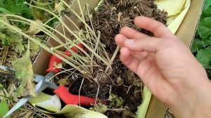 Мой опыт выращивания ранункулюсов