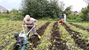 КОПАТЬ КАРТОШКУ МОТОБЛОКОМ ЛЕГЧЕ, НО ЕСТЬ СВОИ НЮАНСЫ