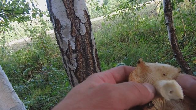 Грибы на каждом шагу. Белые, Грузди, Подосиновики, Подб смотреть онлайн
