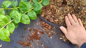 Подкисления кустов голубики. pH почвы от 4 до 5 . Как подк