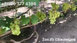 Виноград Белая надежда , Гелиодор , Белоснежка , Лоно .