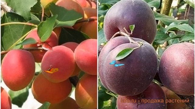 Абрикос плодовый Саратовский рубин-Черный принц 🌿 об смотреть онлайн