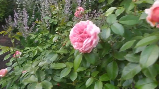 ЦВЕТУТ РОЗЫ И НЕ ТОЛЬКО. ИЮНЬ,НАЧАЛО ИЮЛЯ. НА ДАЧЕ. смотреть онлайн