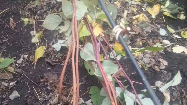 ОБРЕЗКА МАЛИНЫ смотреть онлайн