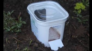 Как бороться со слизнями? Ловушки для слизней и приман