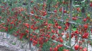 Помидоры Сливка Бендрика – урожай 2020 года