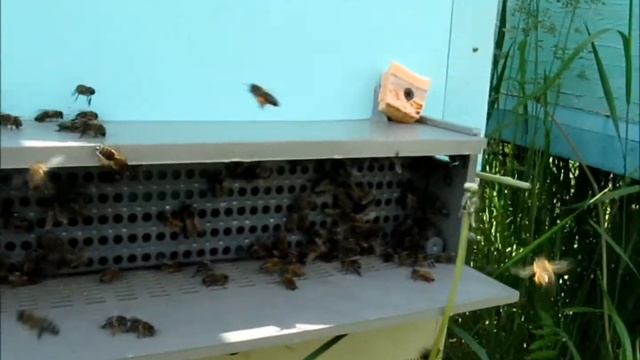 Инвентарь пчеловода. Пыльцесборник и его работа. Пыль? смотреть онлайн