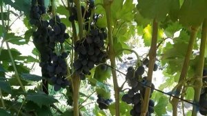 Сорт винограда Брависсимо