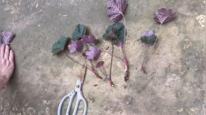 Как размножить гейхеру?😊🌺