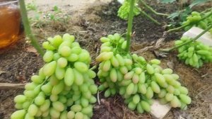 Виноград в теплице г. Киров. Что созрело на 2 августа 2025