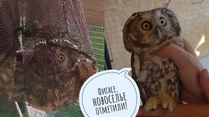 Достроено! Мохноногий сыч Кроша переехала в другой вольер. Сова очень удивлена