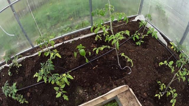 Автоматический полив теплицы| Как сделать?