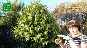 СТРИЖКА СОСНЫ И БЕРЕЗЫ В САДУ!