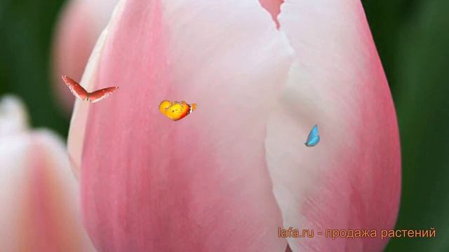 Тюльпан гибридный Оллиулес (tulipa Ollioules) 🌿 обзор: как са?