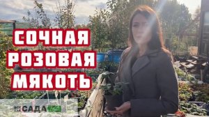 Клубника Чамора Таруси  характеристика и описание сор