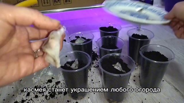 Огородные цветы для новичков🌺 смотреть онлайн