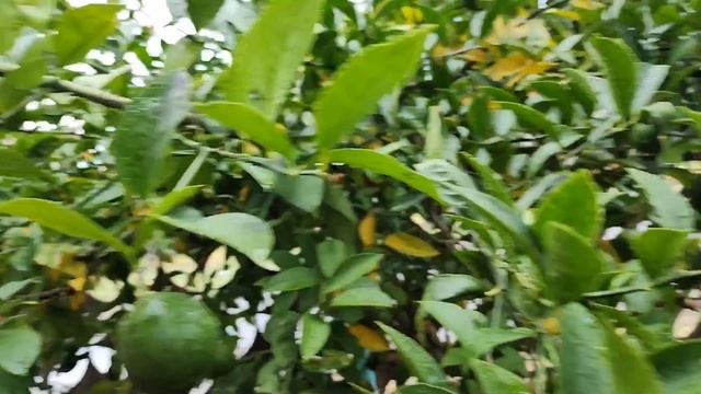 09.09.25г. р.Мачара после 2 часов дождя смотреть онлайн