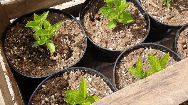 Черенкую древовидную гортензию! Работа питомника гор? смотреть онлайн