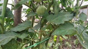 Урожай томатов из пасынков в открытом грунте