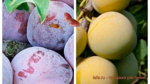 Слива обыкновенная Этюд-Ренклод колхозный 🌿 обзор: к?