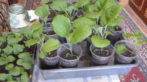 Перевалка баклажан. Важная подкормка.