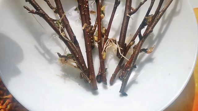 СУПЕР ЛЕГКИЙ МЕТОД ЧЕРЕНКОВАНИЯ СМОРОДИНЫ ВЕСНОЙ Смо? смотреть онлайн