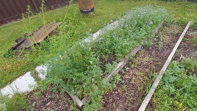 05.06.2025.Петуния высажена, обзор участка, работы ещё мног смотреть онлайн