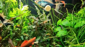 Мои черные меченосцы