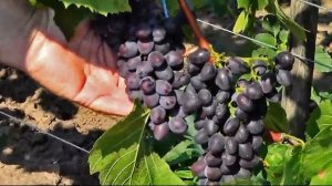 @Кишмиш Цимус і кишмиш Юпітер США  Який виноград кращи?