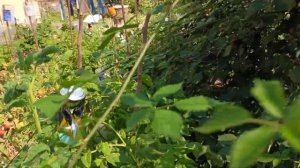 Ежевика Виктория. 21.07.25 г.