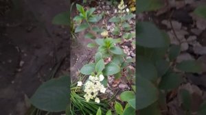 Первый год посадки метельчатой гортензии в грунт.