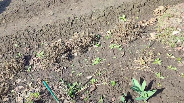 Как перезимовали 🤔 розы, гортензии и др. Растения на у смотреть онлайн