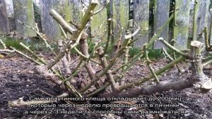 Чем обработать розы от болезней и вредителей