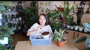 Хороший грунт для Калатей! Попробуй! #грунтдлякалатей