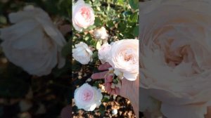 роза Мисаки и не только