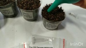 Сеем петунию Опера