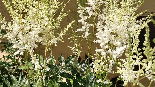 Астильба 'Диамант' в нашем саду 2025 смотреть онлайн